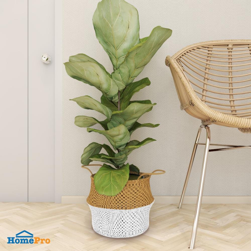 กระถางต้นไม้ทรงตะกร้า SPRING 33 ซม. ไซต์ M สี Natural Wood