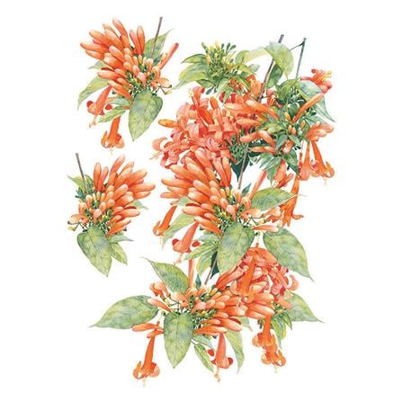 สติ๊กเกอร์ลอกน้ำ DIY HOME LIVING STYLE ORANGE FLOWER 34X47 ซม._1