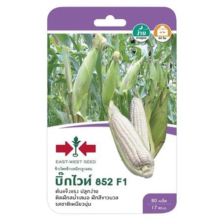 ข้าวโพด F1 บิ๊กไวท์ 852 ศรแดง_0