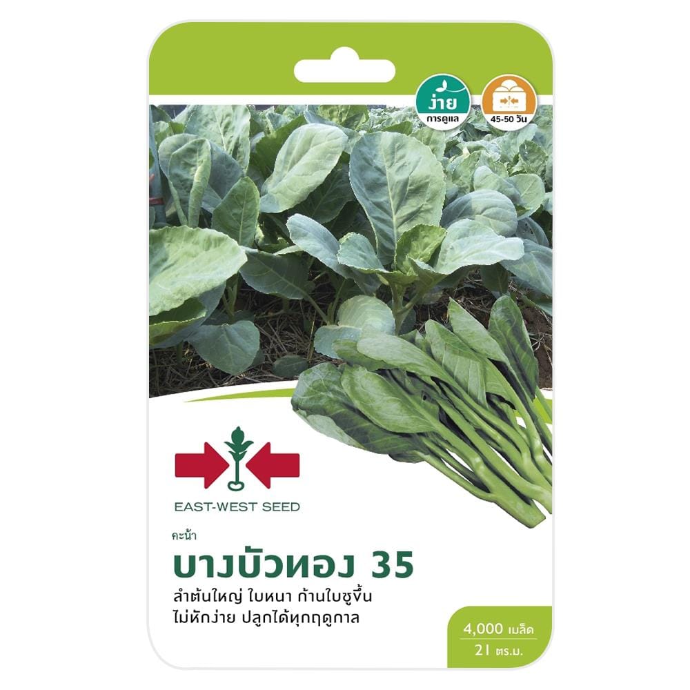 คะน้าบางบัวทอง 35 ศรแดง