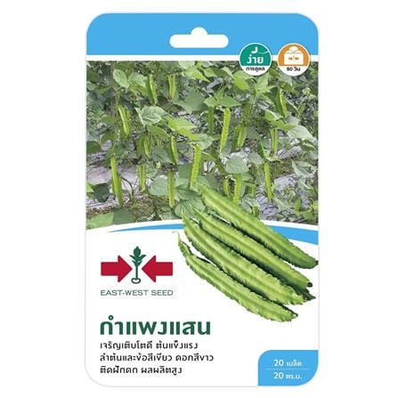 ถั่วพูกำแพงแสน ศรแดง_0