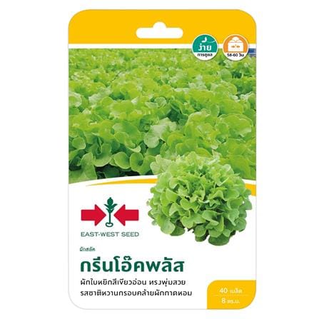 ผักกาดหอม(ผักสลัด) กรีนโอ๊คพลัส ศรแดง_0