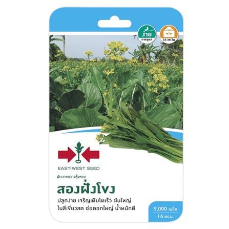 ผักกาดกวางตุ้งดอกสองฝั่งโขง ศรแดง_0