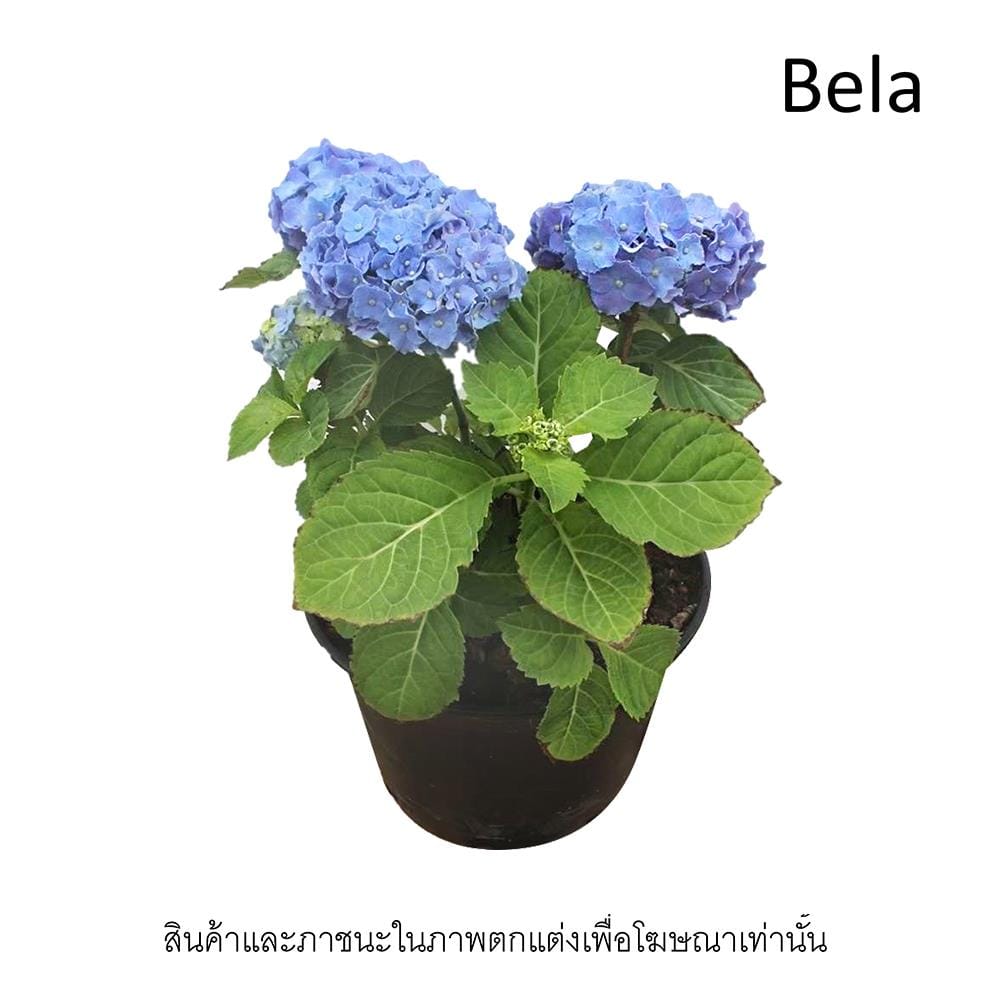 ต้นไฮเดรนเยีย เบล่า ชัยโย