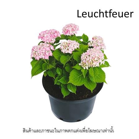 ต้นไฮเดรนเยีย ลูฟีเออร์ ชัยโย_1