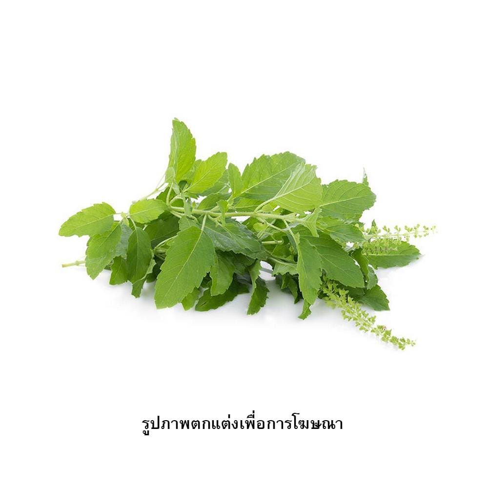 เมล็ดพันธุ์กะเพรา กรีน การ์เด้น