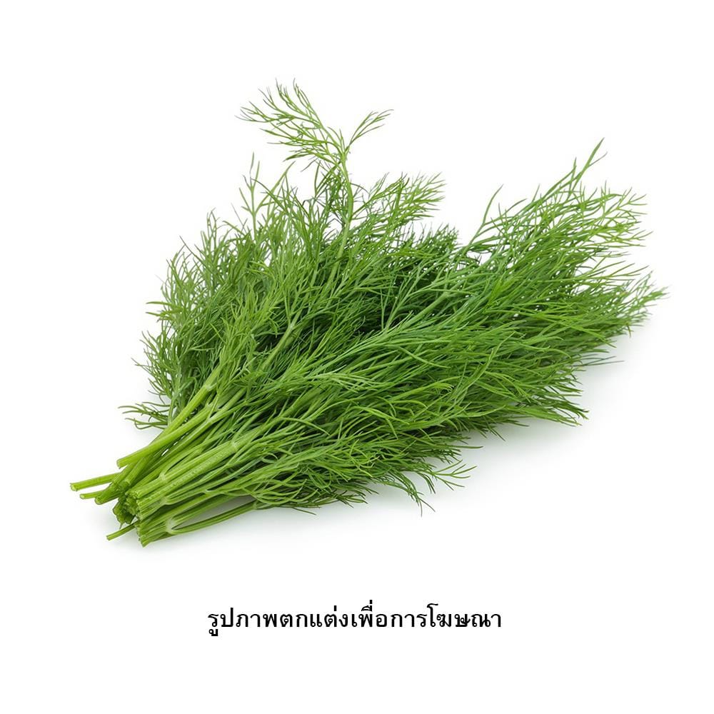 เมล็ดพันธุ์ผักชีลาว กรีน การ์เด้น