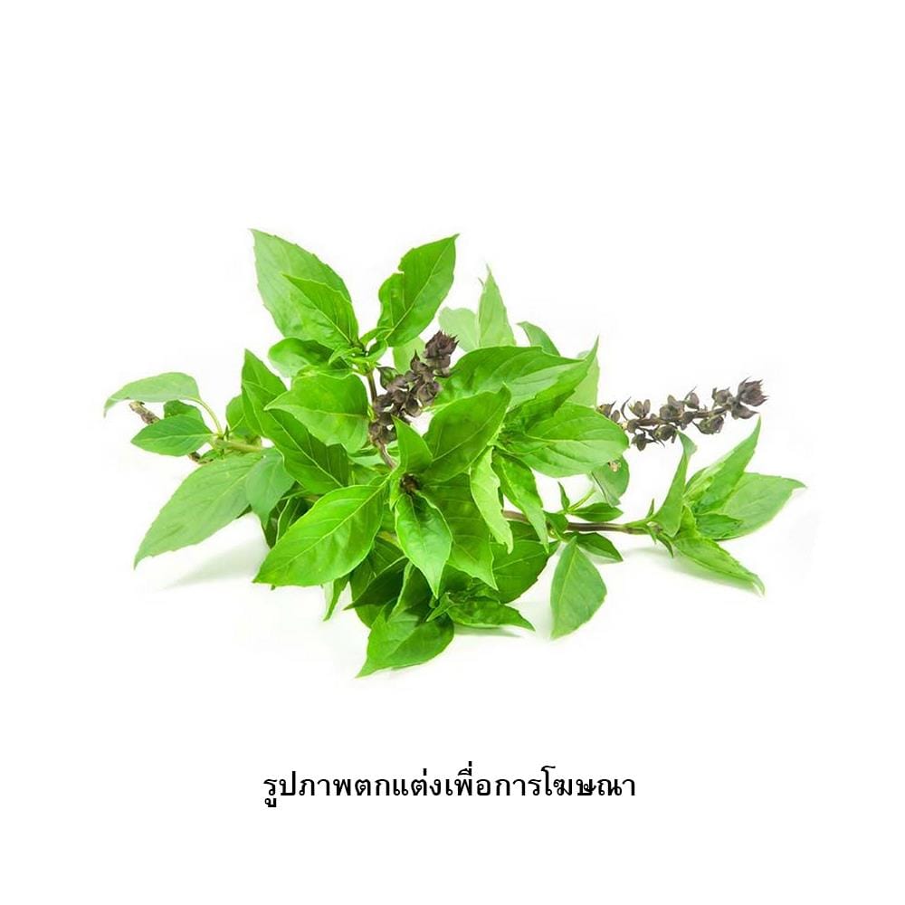 เมล็ดพันธุ์โหระพา กรีน การ์เด้น