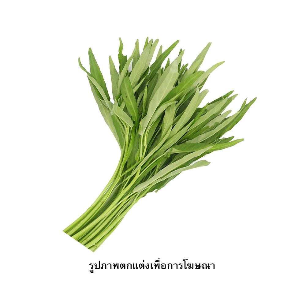 เมล็ดพันธุ์ผักบุ้งจีน กรีน การ์เด้น