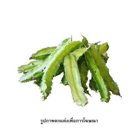 เมล็ดพันธุ์ถั่วพู กรีน การ์เด้น_1