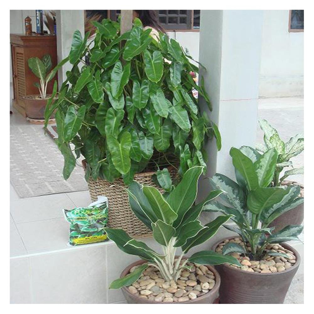 อะมิโนโปรตีนอัดเม็ดสำหรับพืช GREEN GARDEN 1 กิโลกรัม