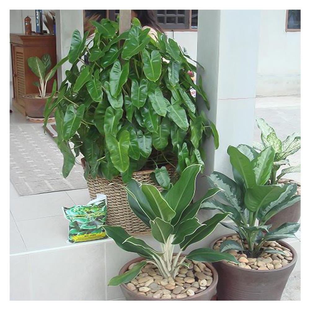 อะมิโนโปรตีนอัดเม็ดสำหรับพืช GREEN GARDEN 350 กรัม
