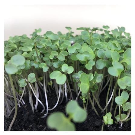เมล็ดพันธุ์ต้นอ่อนเบบี้คะน้า GREEN GARDEN 10 กรัม_1