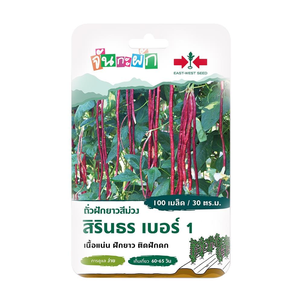 เมล็ดพันธุ์ ถั่วฝักยาวสีม่วง สิรินธร เบอร์ 1 ศรแดง 100 เมล็ด