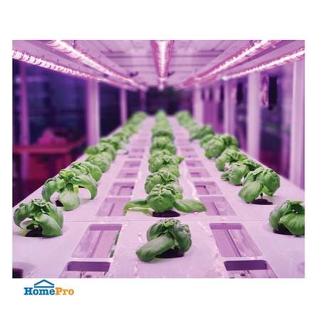 ชุดรางนีออน LED LAMPTAN PLANT GLOW 9 วัตต์ สีม่วง แพ็ก 2 ชิ้น_6