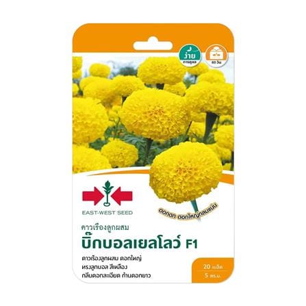 เมล็ดพันธุ์ดาวเรืองลูกผสม บิ๊กบอลเยลโลว์ F1 ศรแดง_0