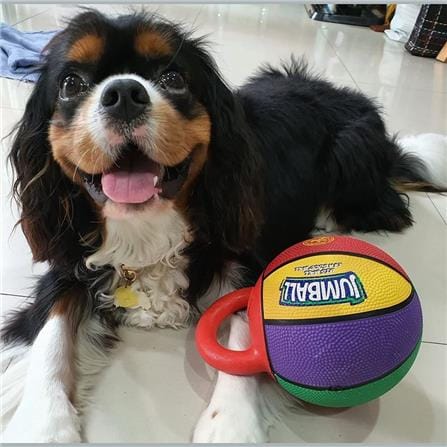 ของเล่นสุนัข GIGWI JUMBALL ไซซ์ S_1
