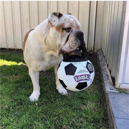 ของเล่นสุนัข GIGWI JUMBALL FOOTBALL_2