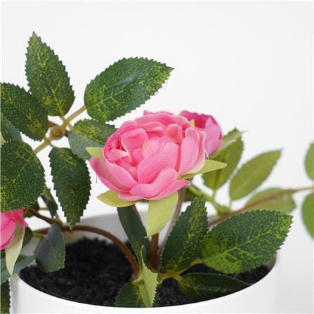 ดอกกุหลาบโอเชี่ยนมิคาโด้ SPRING 25 ซม._2