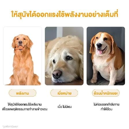 ของเล่นสุนัข MOMOVIDA DT-11 สีส้ม_2