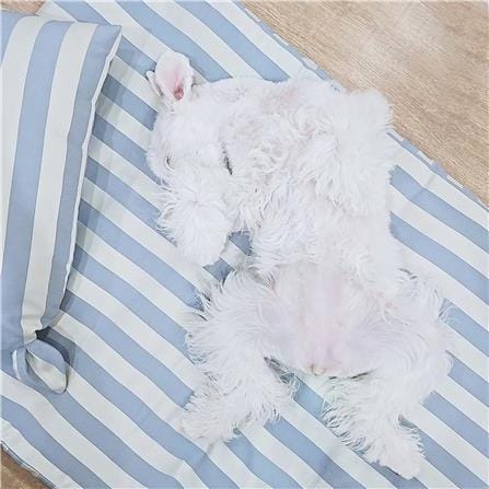 เบาะสุนัข พร้อมปลอก BED CARE FOR PET WR MINI ริ้วครีมฟ้า_1