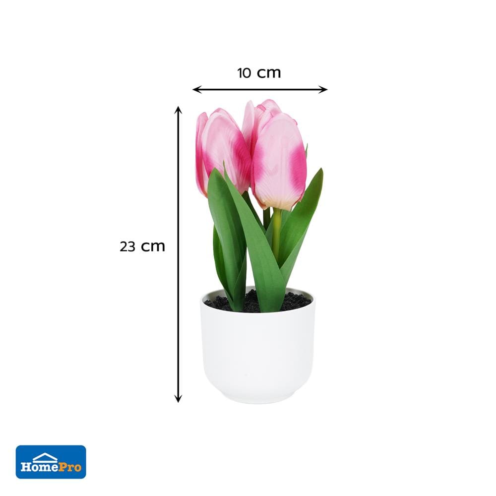 ดอกทิวลิปสีชมพู SPRING 23 ซม.