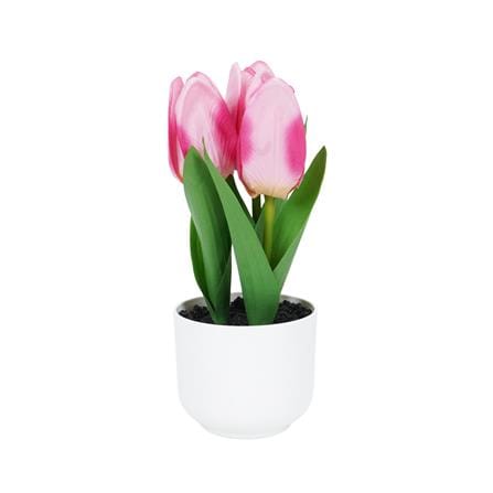 ดอกทิวลิปสีชมพู SPRING 23 ซม._0