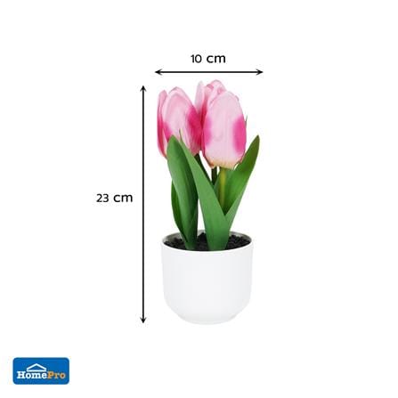 ดอกทิวลิปสีชมพู SPRING 23 ซม._4