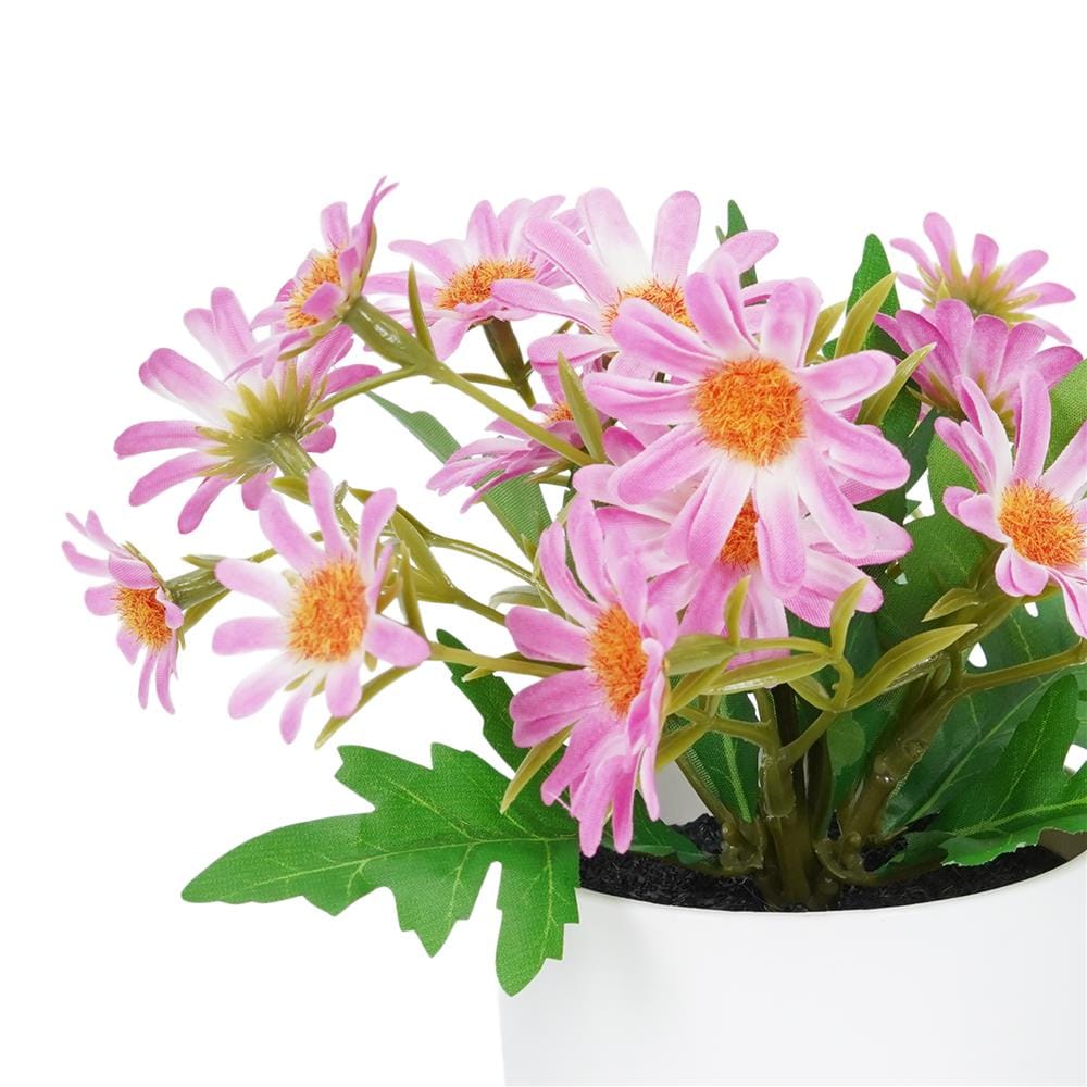 ดอกเดซี่สีชมพู SPRING 18 ซม.