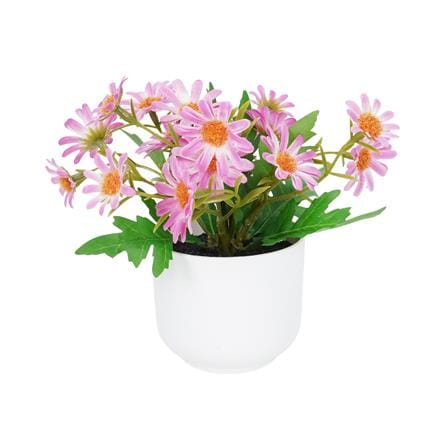 ดอกเดซี่สีชมพู SPRING 18 ซม._0