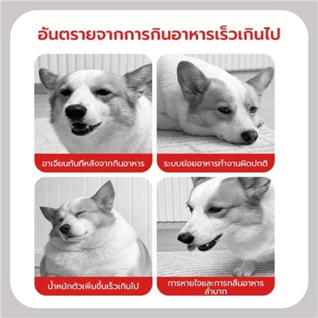 ชามอาหารสัตว์เลี้ยง PETSTAR PSRQ0234 สีเงิน_7