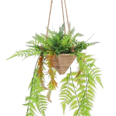 cate-Fern