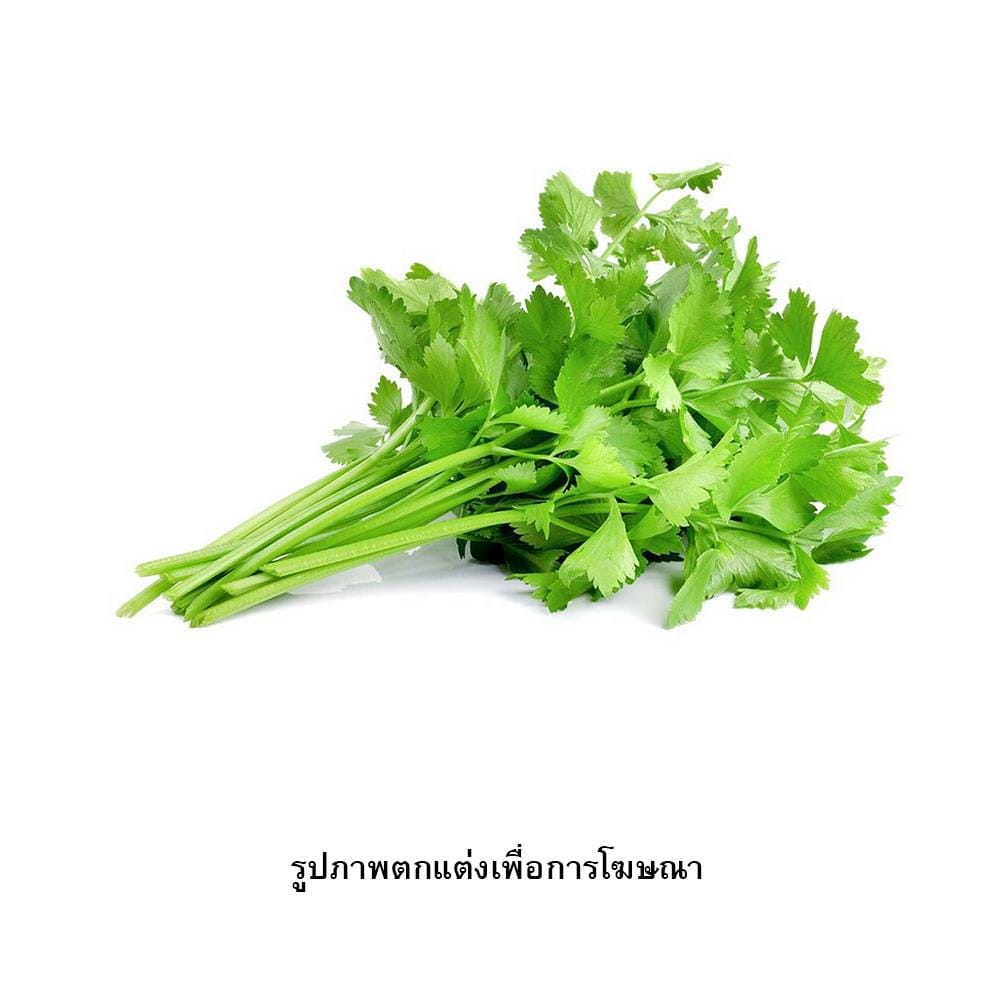 เมล็ดพันธุ์ขึ้นฉ่าย กรีน การ์เด้น