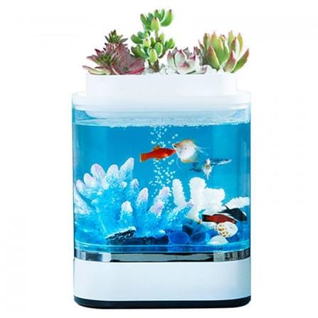 cate-Fish Tanks