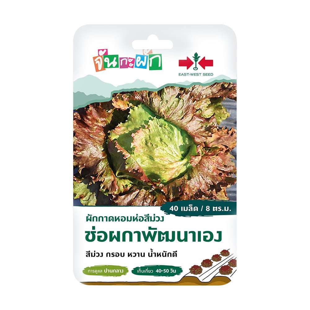 เมล็ดพันธุ์ ผักกาดหอมห่อสีม่วง ช่อผกาพัฒนาเอง ศรแดง 40 เมล็ด