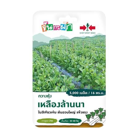 เมล็ดพันธุ์กวางตุ้ง เหลืองล้านนา ศรแดง_0