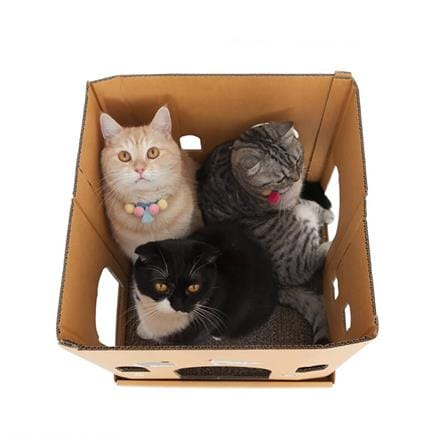 กล่องบ้านแมว KAFBO CUBE WIZARD_7