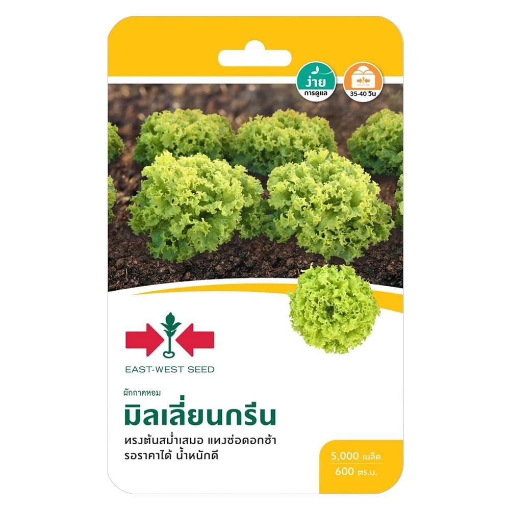 เมล็ดพันธุ์ผักสลัด มิลเลี่ยนกรีน ศรแดง