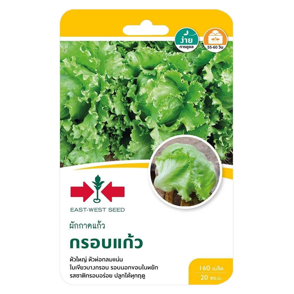 เมล็ดพันธุ์ผักกาดแก้ว กรอบแก้ว ศรแดง