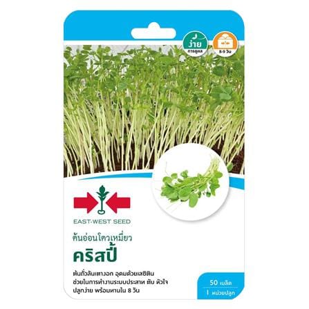 เมล็ดพันธุ์ต้นอ่อนโตวเหมี่ยว คริสปี้ ศรแดง_0
