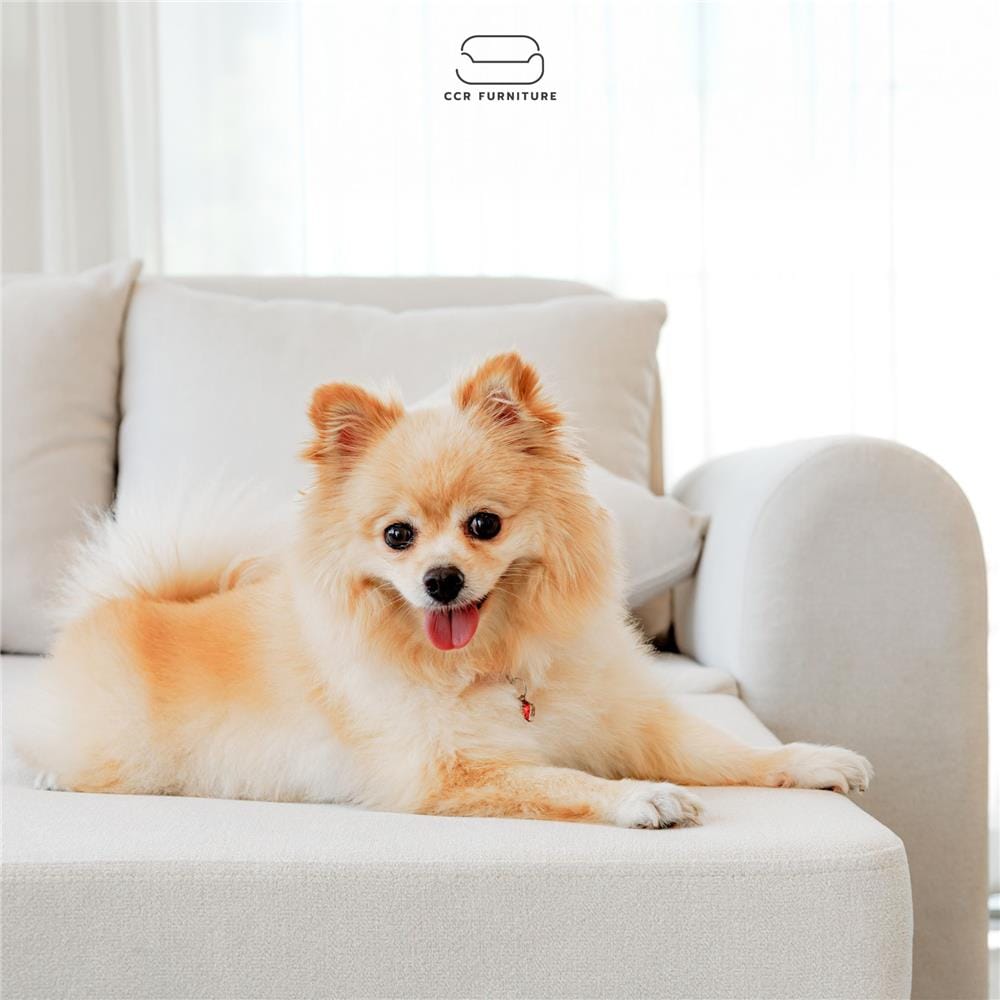 โซฟาเบด ผ้าสำหรับสัตว์เลี้ยง CCR FURNITURE รุ่น NARA (นารา) ขนาด 160 cm. สีขาว (PET382-04)_6