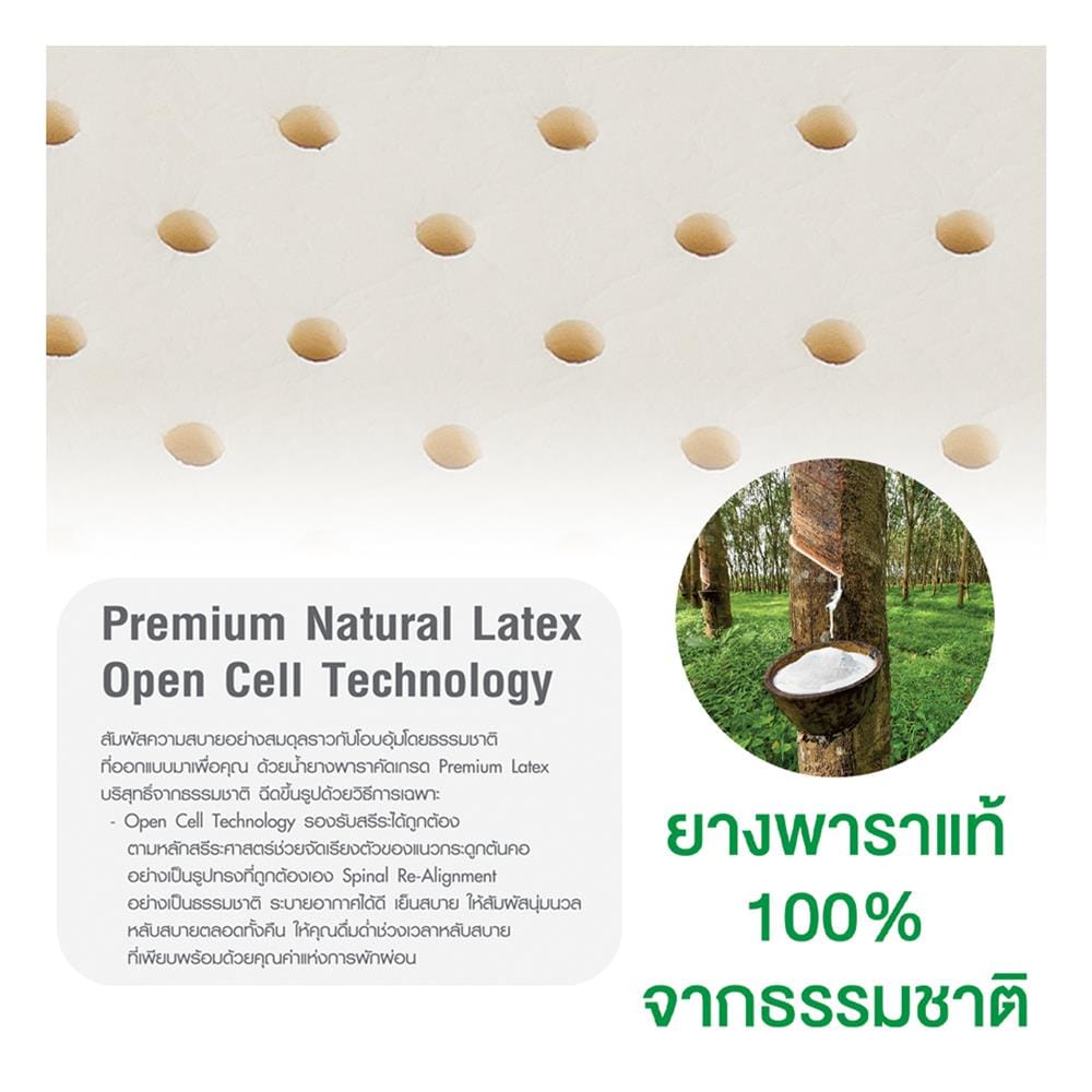 หมอนสุขภาพ ยางพารา SERA GRANDE COOL FEEL 57x35x10 ซม. สีขาว