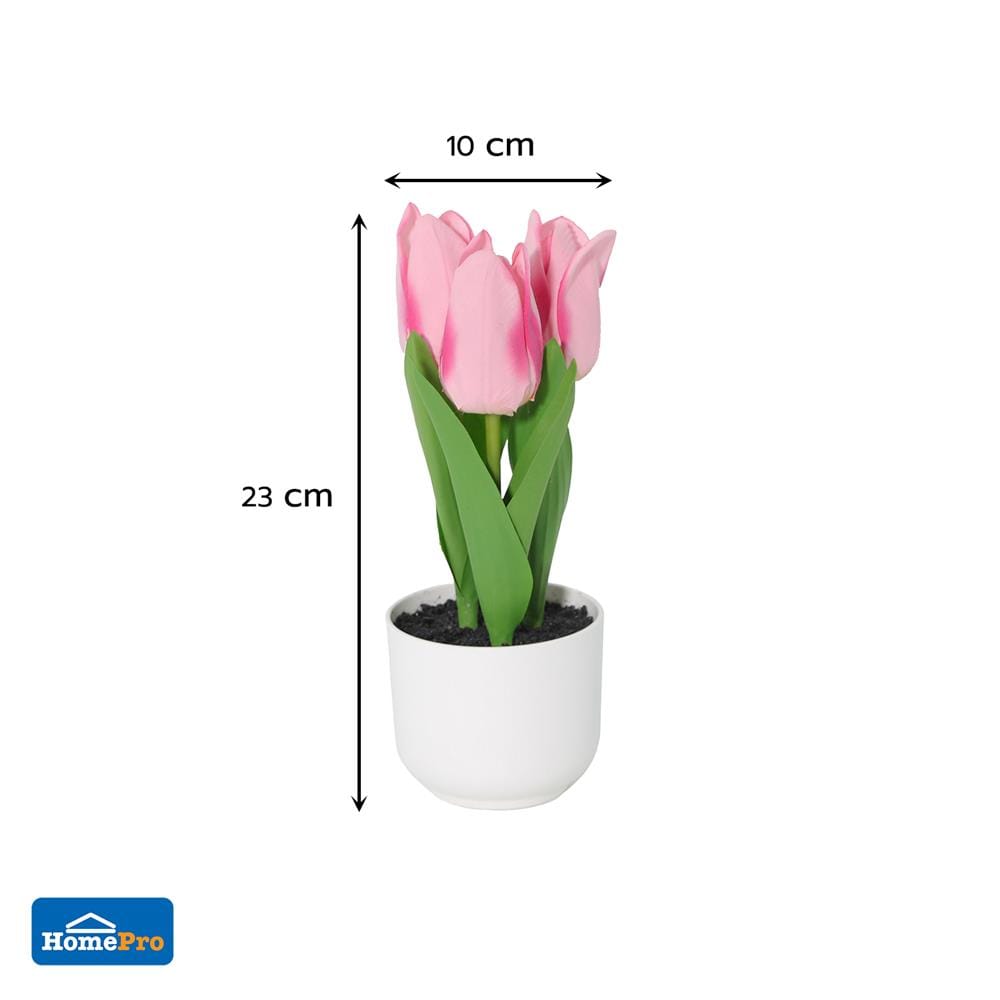 ดอกทิวลิปสีชมพู SPRING 23 ซม.