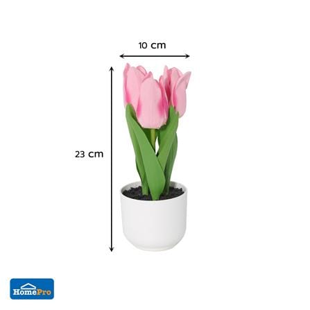 ดอกทิวลิปสีชมพู SPRING 23 ซม._3