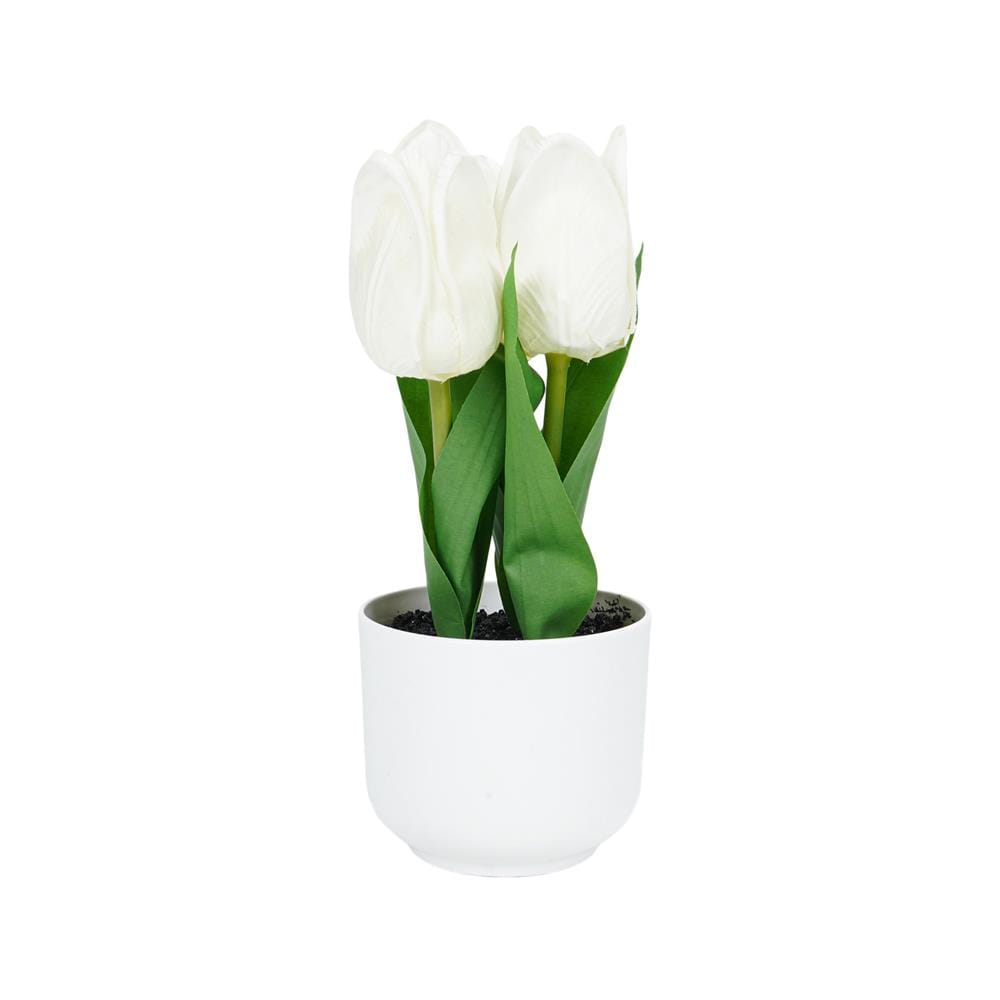 ดอกทิวลิปสีขาว SPRING 23 ซม.