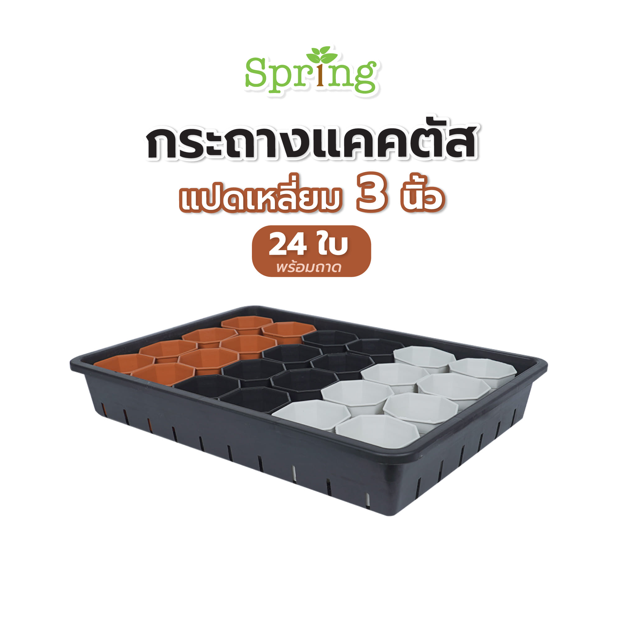 กระถางแคคตัส แปดเหลี่ยม SPRING 3 นิ้ว 24 ใบ พร้อมถาด