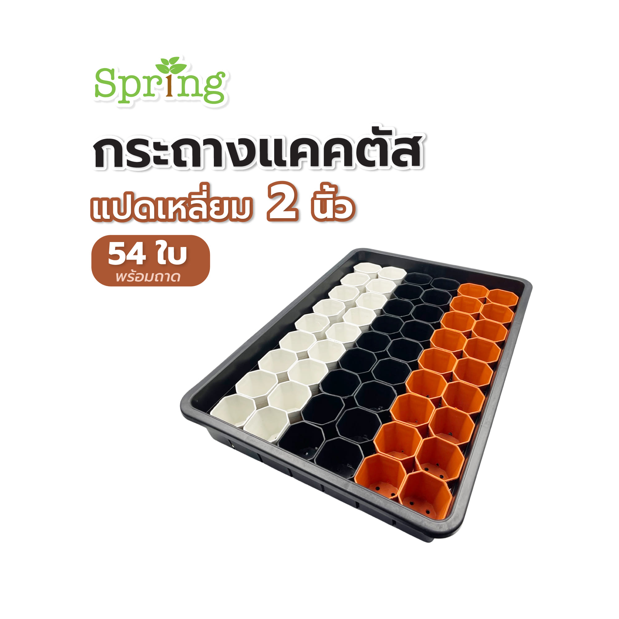 กระถางแคคตัส แปดเหลี่ยม SPRING 2 นิ้ว 54 ใบ พร้อมถาด