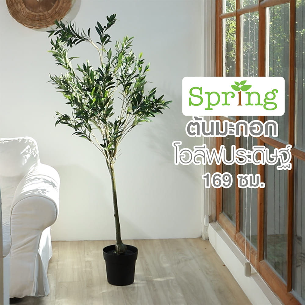 ต้นมะกอกโอลีฟประดิษฐ์ SPRING 169 ซม.
