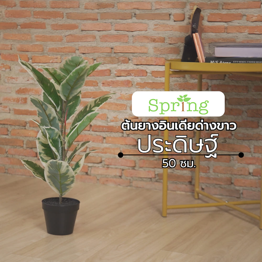 ต้นยางอินเดียด่างขาวประดิษฐ์ SPRING 50 ซม.