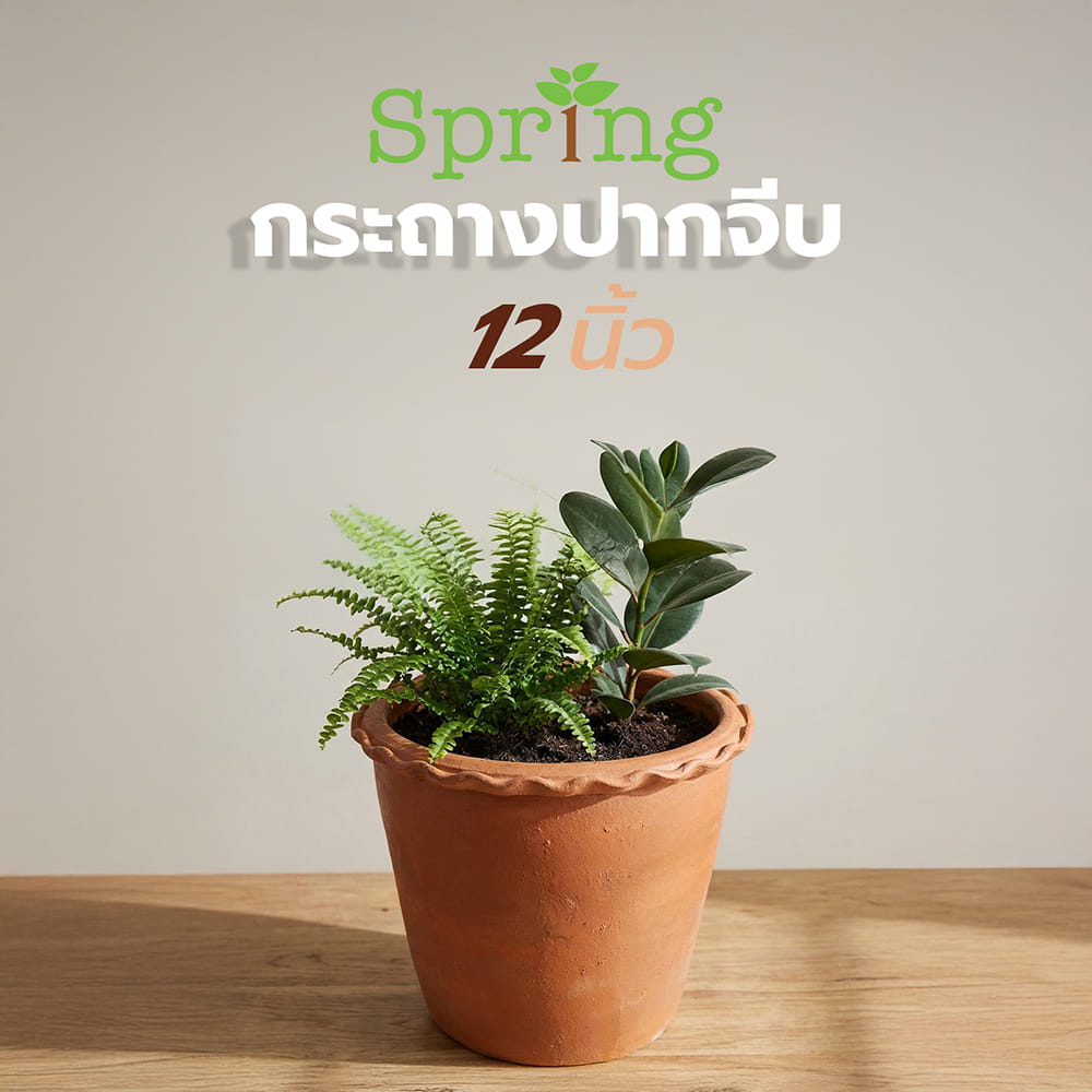 กระถางปากจีบ SPRING 12 นิ้ว